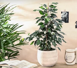 Birkenfeige - Ficus benjamini 'Danielle'