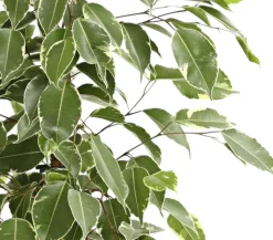 Birkenfeige - Ficus benjamina 'Golden King'
