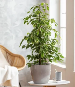 Birkenfeige - Ficus benjamina 'Forever', verschiedene Farben
