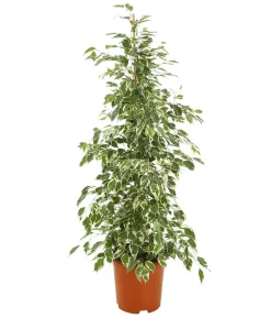 Birkenfeige - Ficus benjamina 'Forever', verschiedene Farben