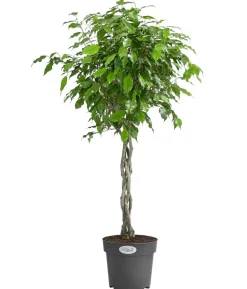 Birkenfeige - Ficus benjamina 'Exotica'
