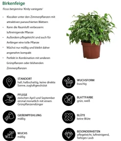 Birkenfeigen-Set - Ficus benjamini, 2-teilig