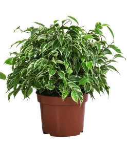 Birkenfeigen-Set - Ficus benjamini, 2-teilig