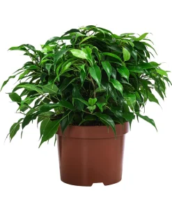 Birkenfeigen-Set - Ficus benjamini, 2-teilig