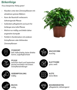 Birkenfeigen-Set - Ficus benjamini, 2-teilig