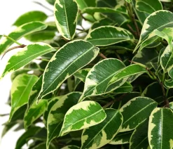 Birkenfeigen-Set - Ficus benjamini, 2-teilig