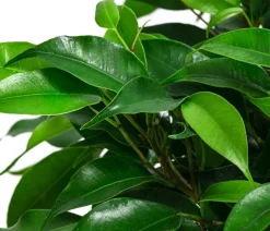 Birkenfeigen-Set - Ficus benjamini, 2-teilig
