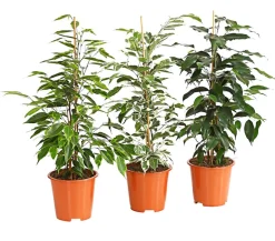 Birkenfeigen-Set - Ficus benjamini, 3-teilig