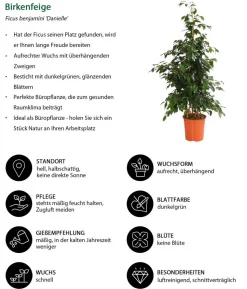 Birkenfeigen-Set - Ficus benjamini, 3-teilig