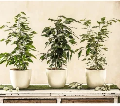 Birkenfeigen-Set - Ficus benjamini, 3-teilig