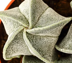 Bischofsmütze - Astrophytum myriostigma