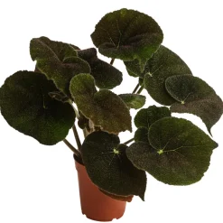 Blattbegonie - Begonia masoniana 'River'