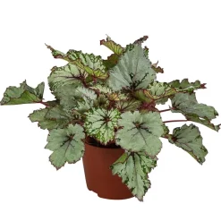 Blattbegonie - Begonia rex-Hybride 'Asian Tundra'
