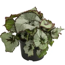 Blattbegonie - Begonia rex-Hybride, verschiedene Sorten