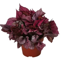 Blattbegonie - Begonia rex-Hybride 'Indian Summer'