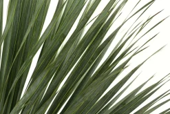 Blaublättrige Palmlilie