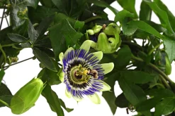 Blaue Passionsblume