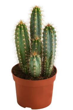 Blauer Haarsäulenkaktus - Pilosocereus azureus
