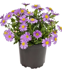 Blaues Gänseblümchen