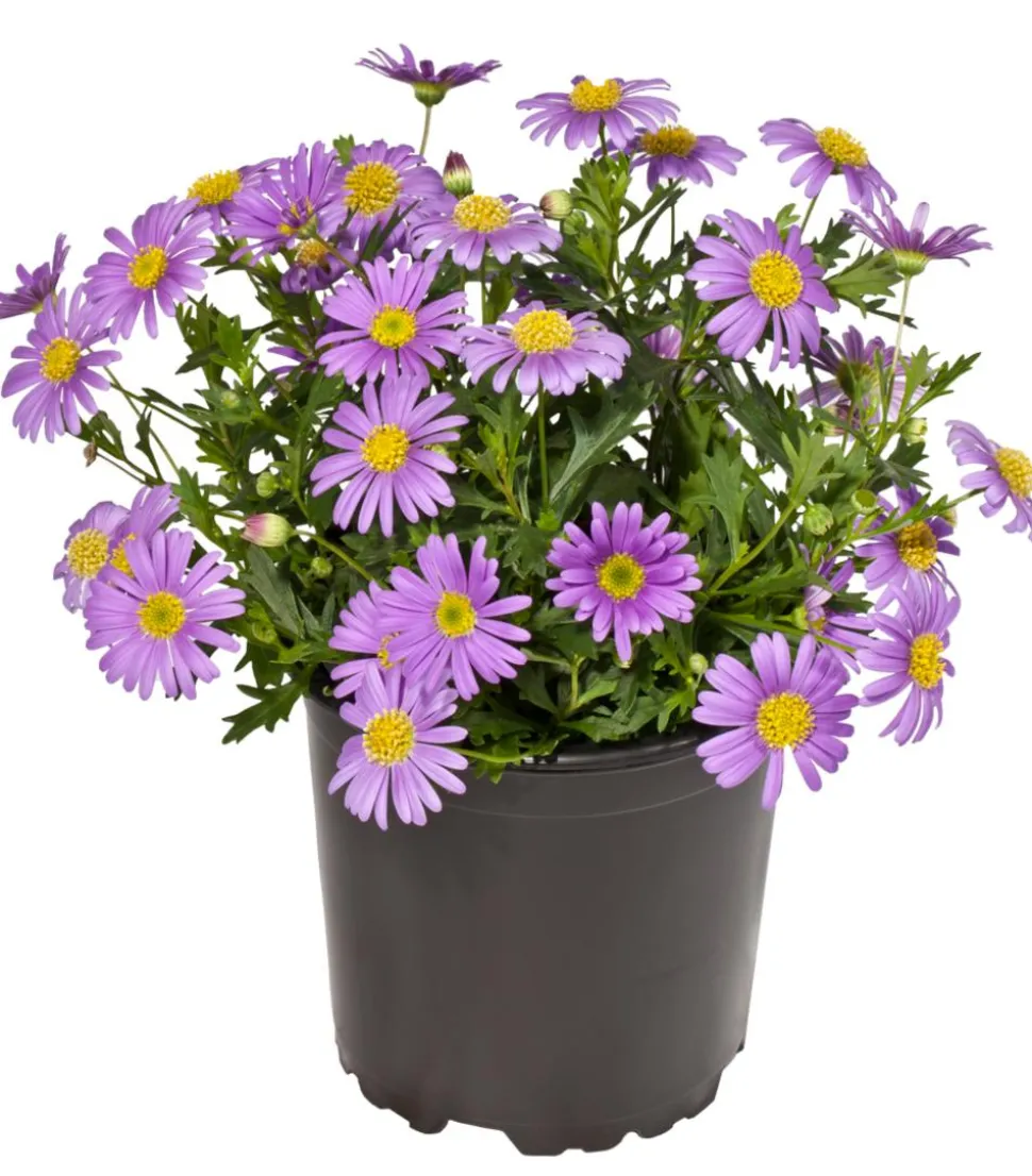 Blaues Gänseblümchen