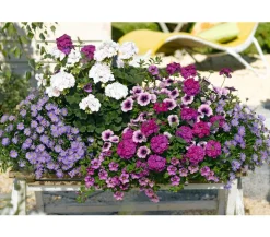 Blaues Gänseblümchen