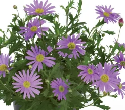 Blaues Gänseblümchen