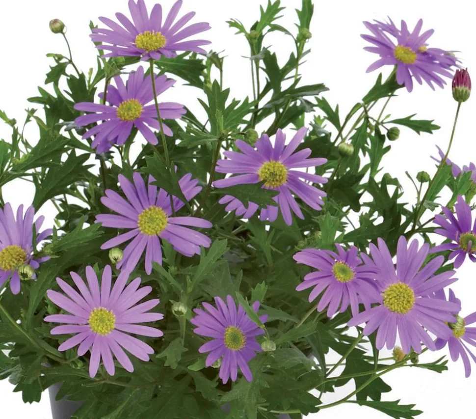 Blaues Gänseblümchen