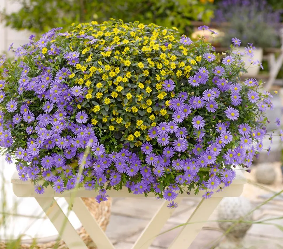 Blaues Gänseblümchen