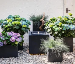 Blauschwingel 'Compact Blue'