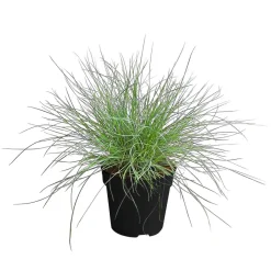 Blauschwingel 'Compact Blue'