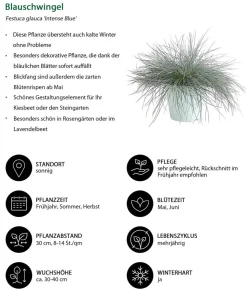 Blauschwingel 'Intense Blue'