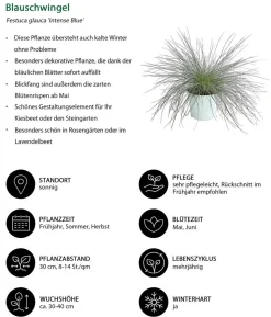 Blauschwingel 'Intense Blue'