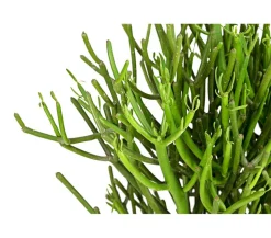 Bleistiftbaum - Euphorbia tirucalli