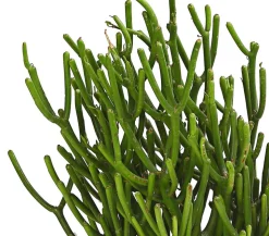 Bleistiftbaum - Euphorbia tirucalli