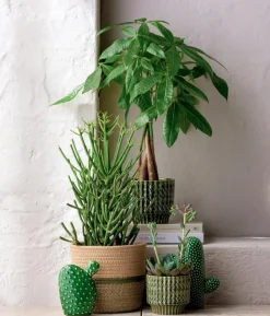 Bleistiftbaum - Euphorbia tirucalli