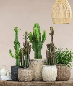 Bleistiftbaum - Euphorbia tirucalli