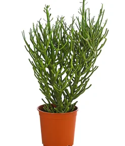 Bleistiftbaum - Euphorbia tirucalli