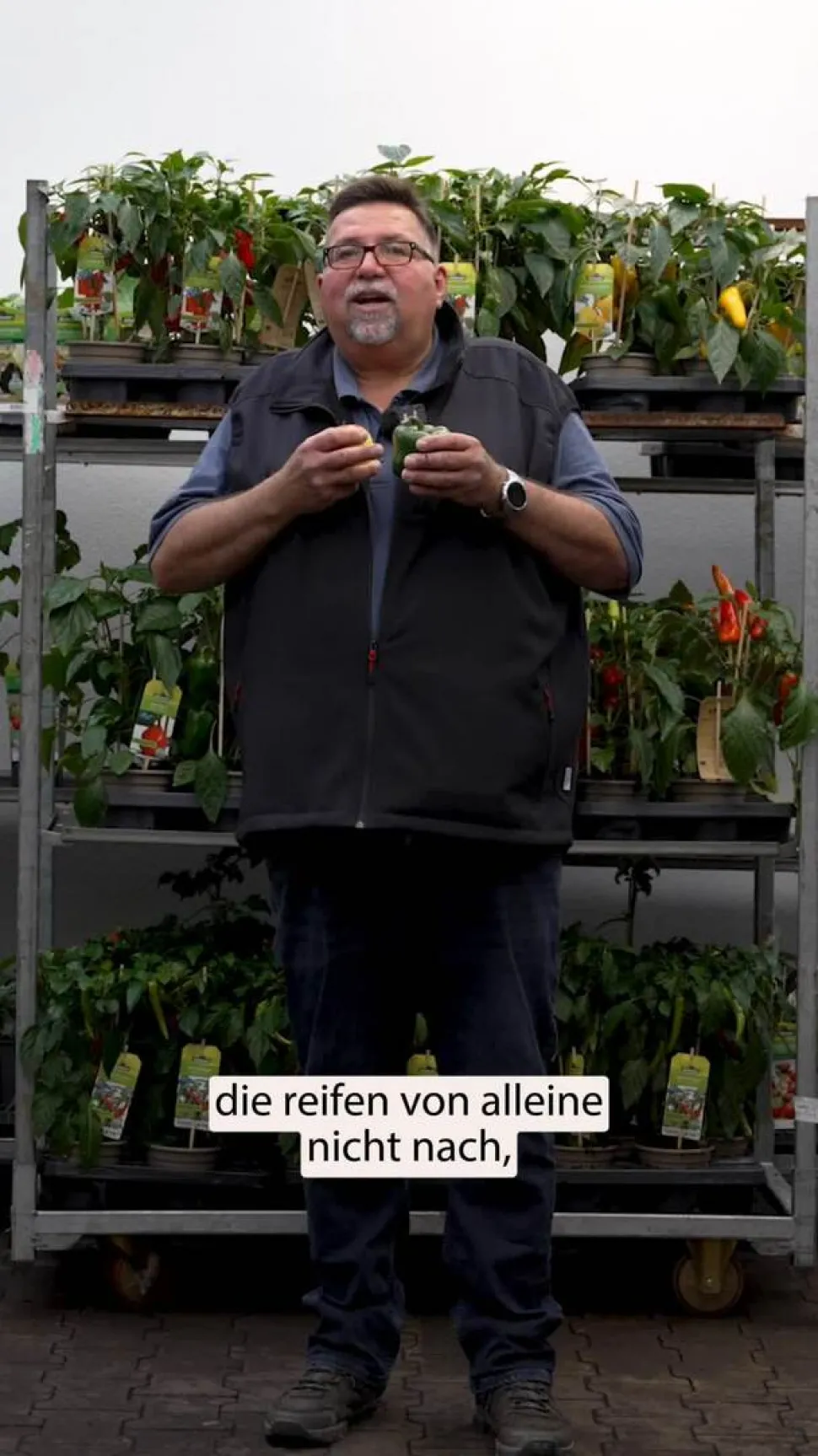 Blockpaprika, rot