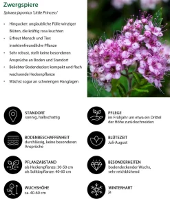 Blütenhecke Princess, 4-teilig