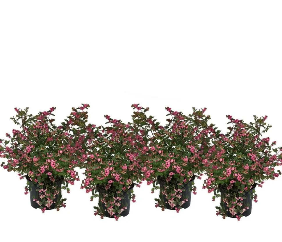 Blütenhecke 'Mother of Pearl', 4er-Set