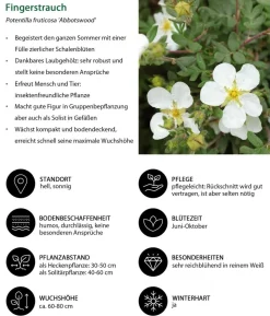 Blütenhecke Nature, 4-teilig