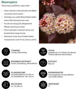 Blütenhecke Romance, 4-teilig