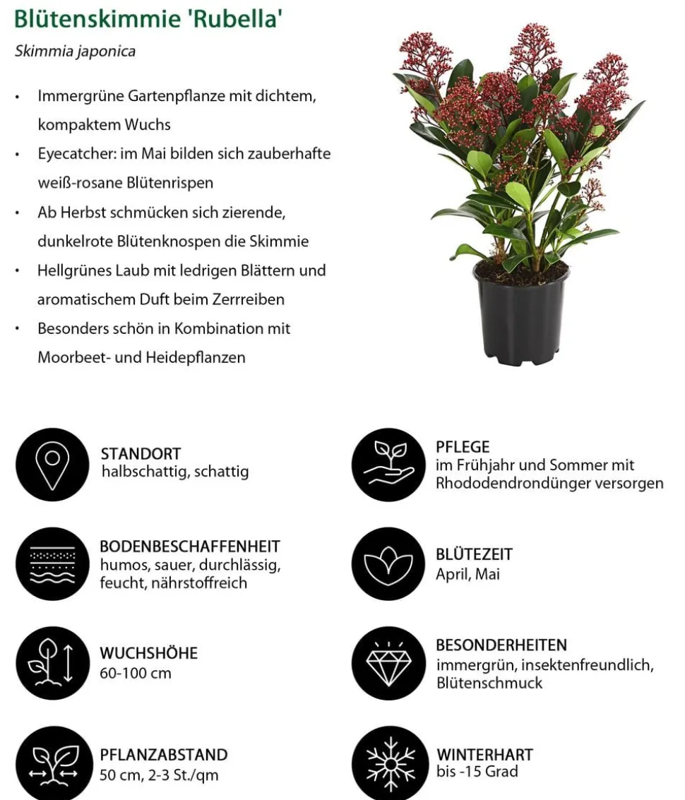Blütenskimmie 'Rubella'