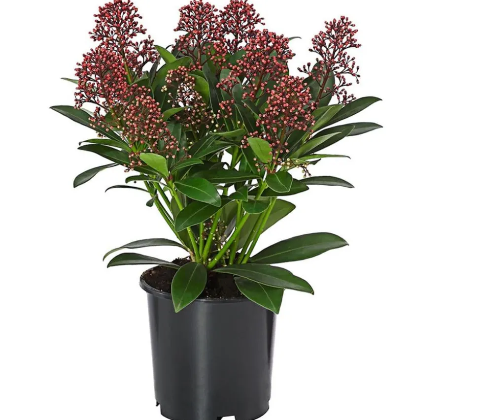 Blütenskimmie 'Rubella'