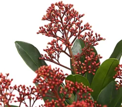 Blütenskimmie 'Rubella'