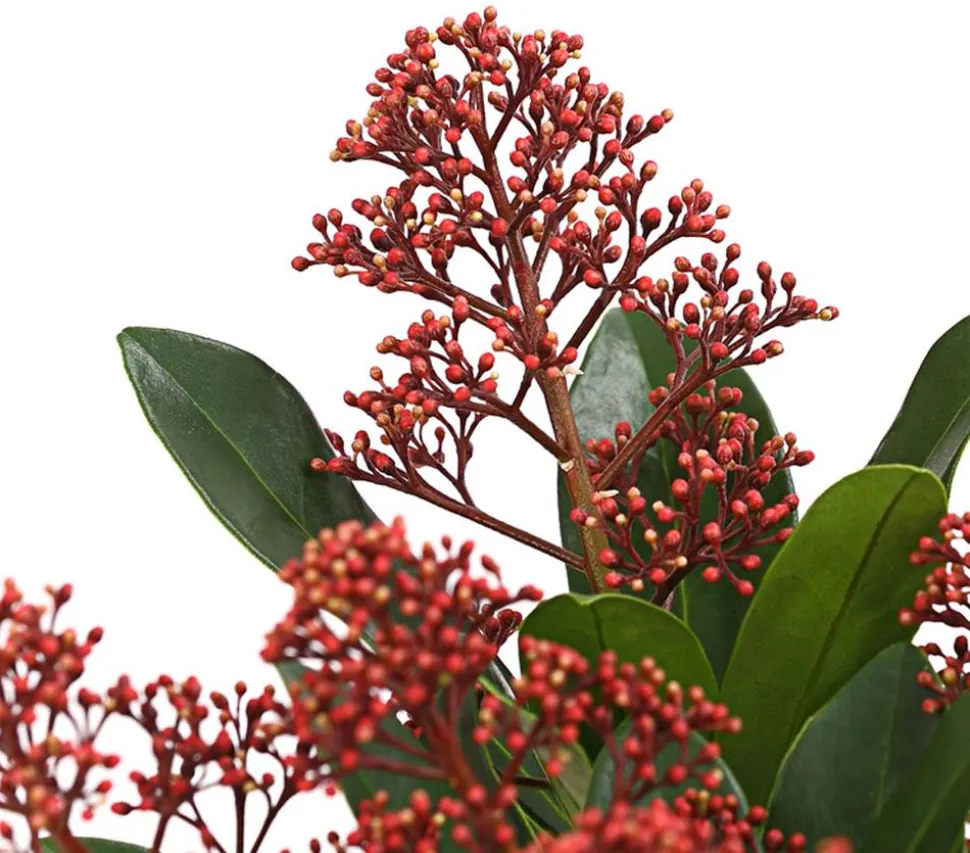Blütenskimmie 'Rubella'