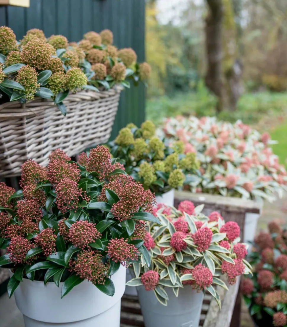 Blütenskimmie 'Rubella'