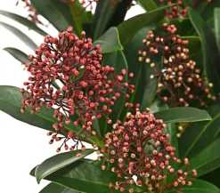 Blütenskimmie 'Rubella'