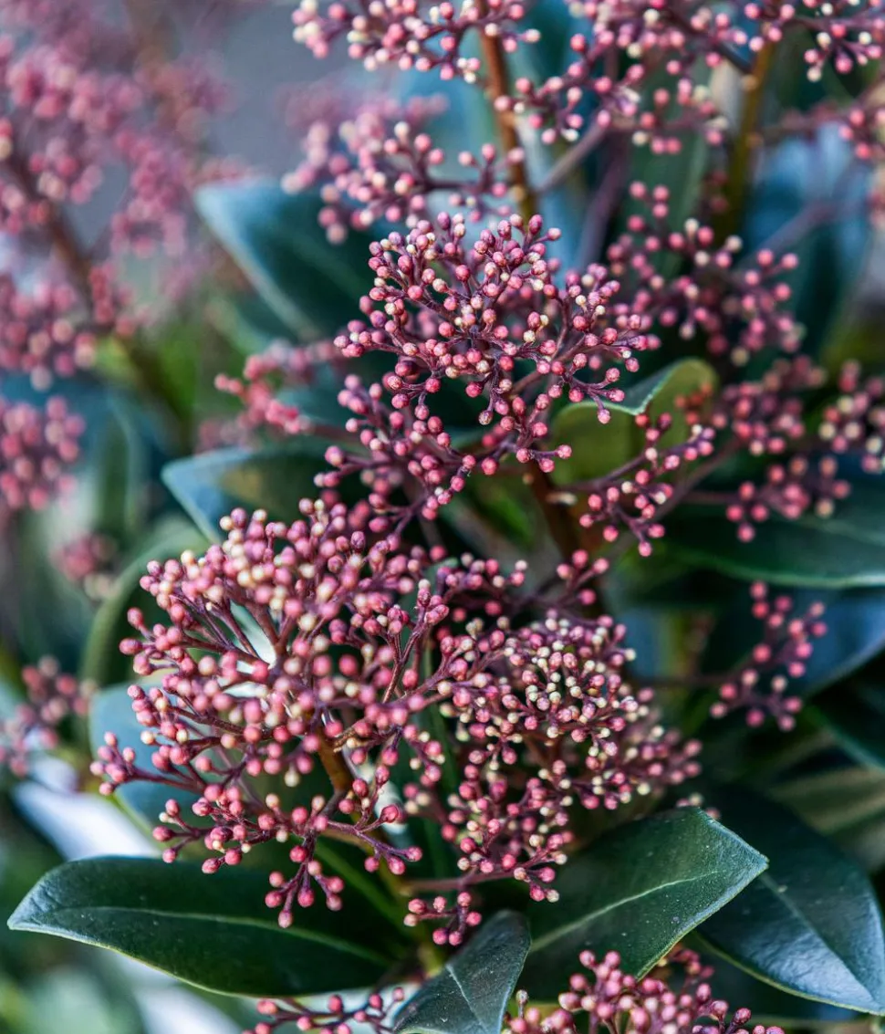 Blütenskimmie 'Rubella'