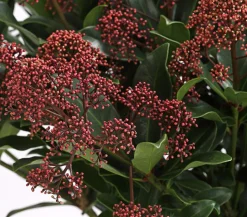 Blütenskimmie 'Rubella'